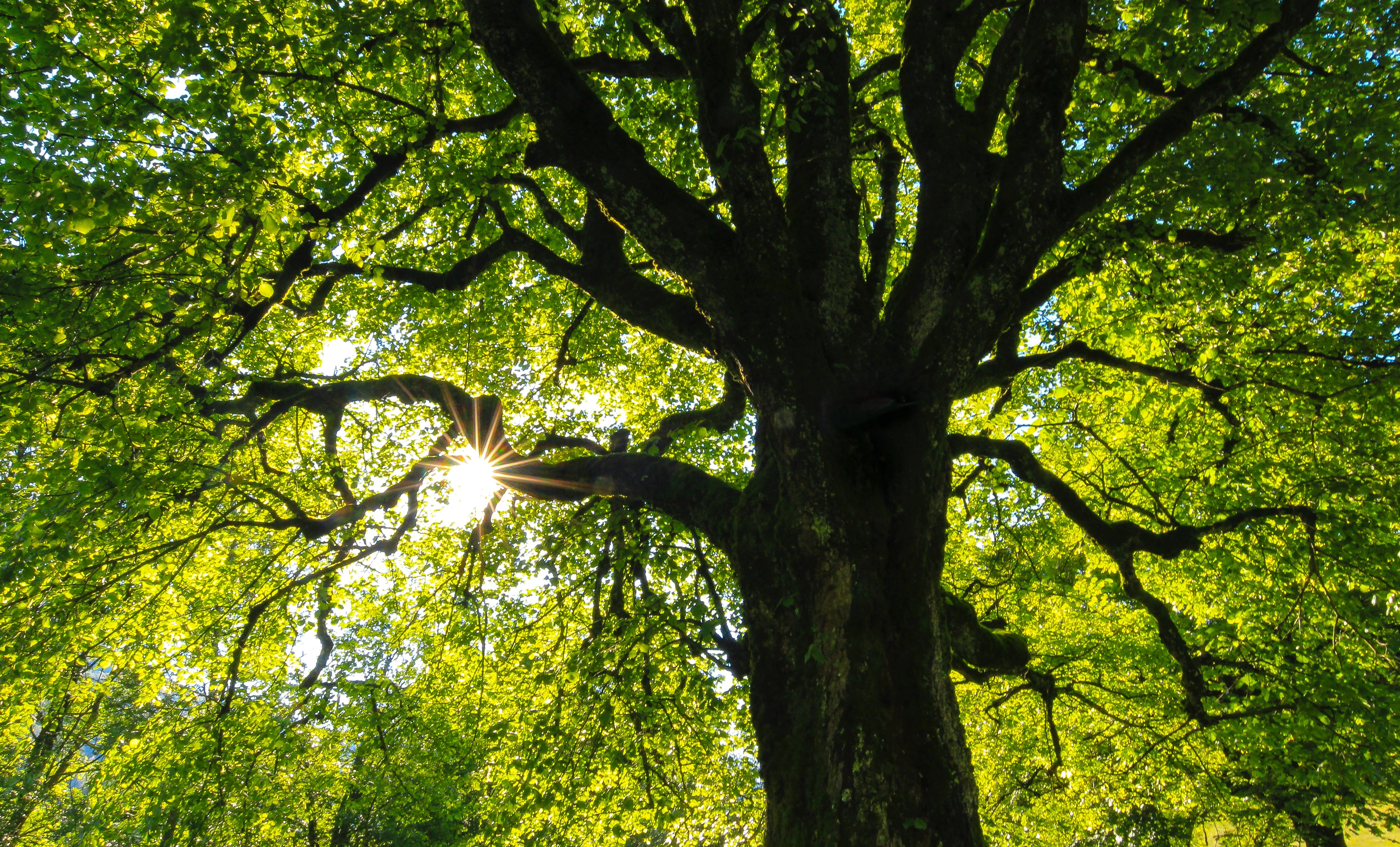 Tree Law celebrates first anniversary