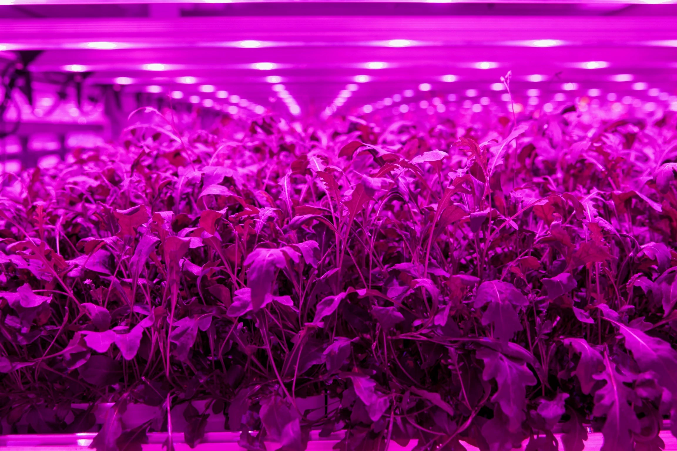 2021 marked the beginning of the AgriTech boom (image shows a vertical farm)