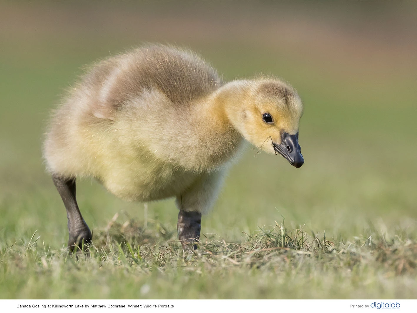 Canada Gosling People's Choice winner 2017 North East Wildlife Photography Competition 