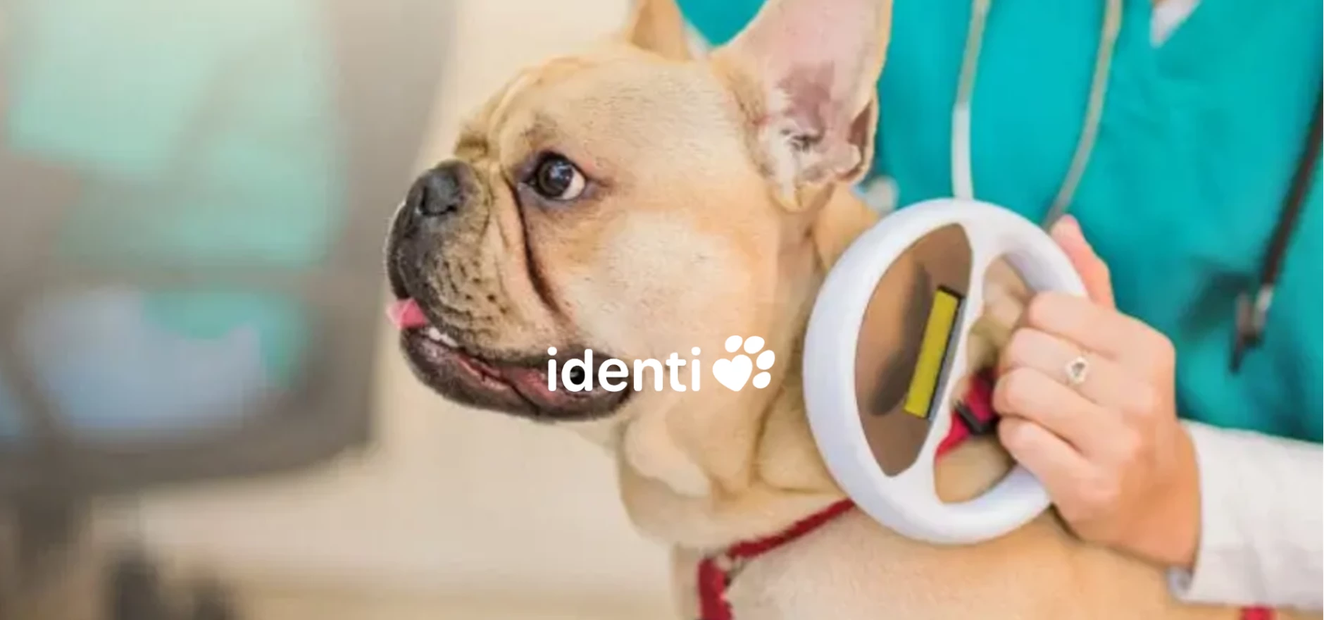 Pet data pioneer identi selects Perfect Storm to power brand strategy.png
