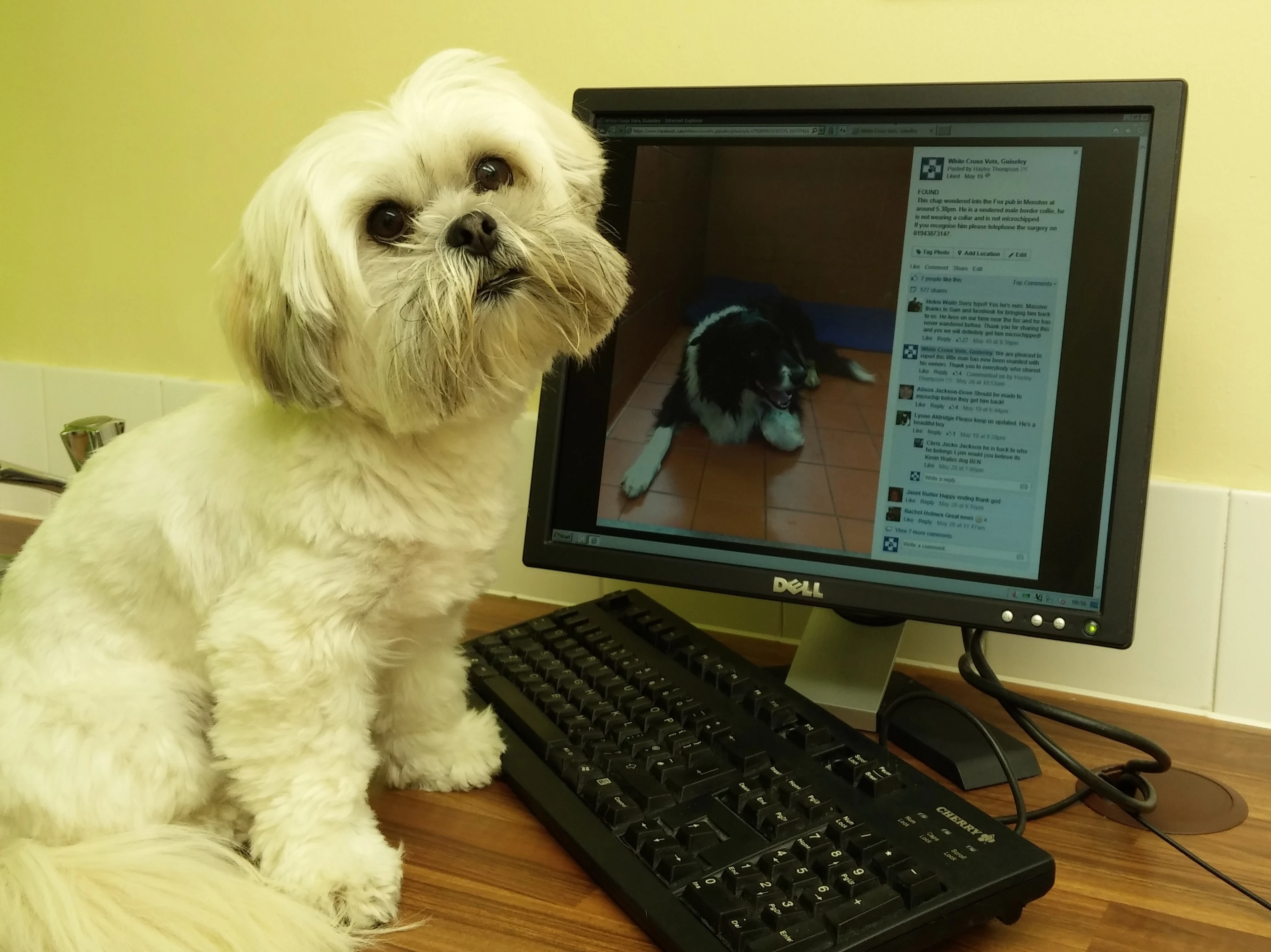 Pet pooch Millie in front of computer