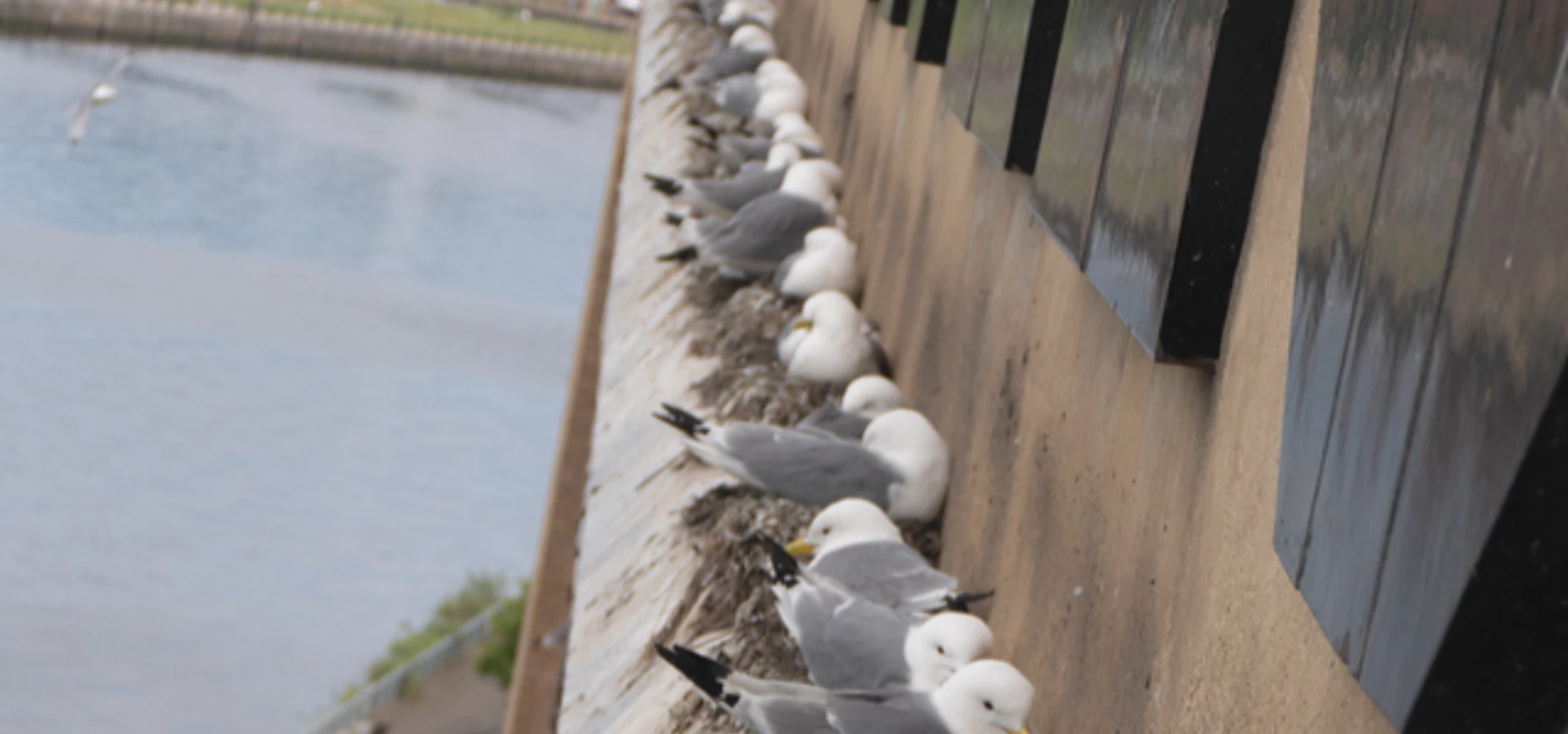 Tyne Kittiwakes - credit Neil Johnson.png