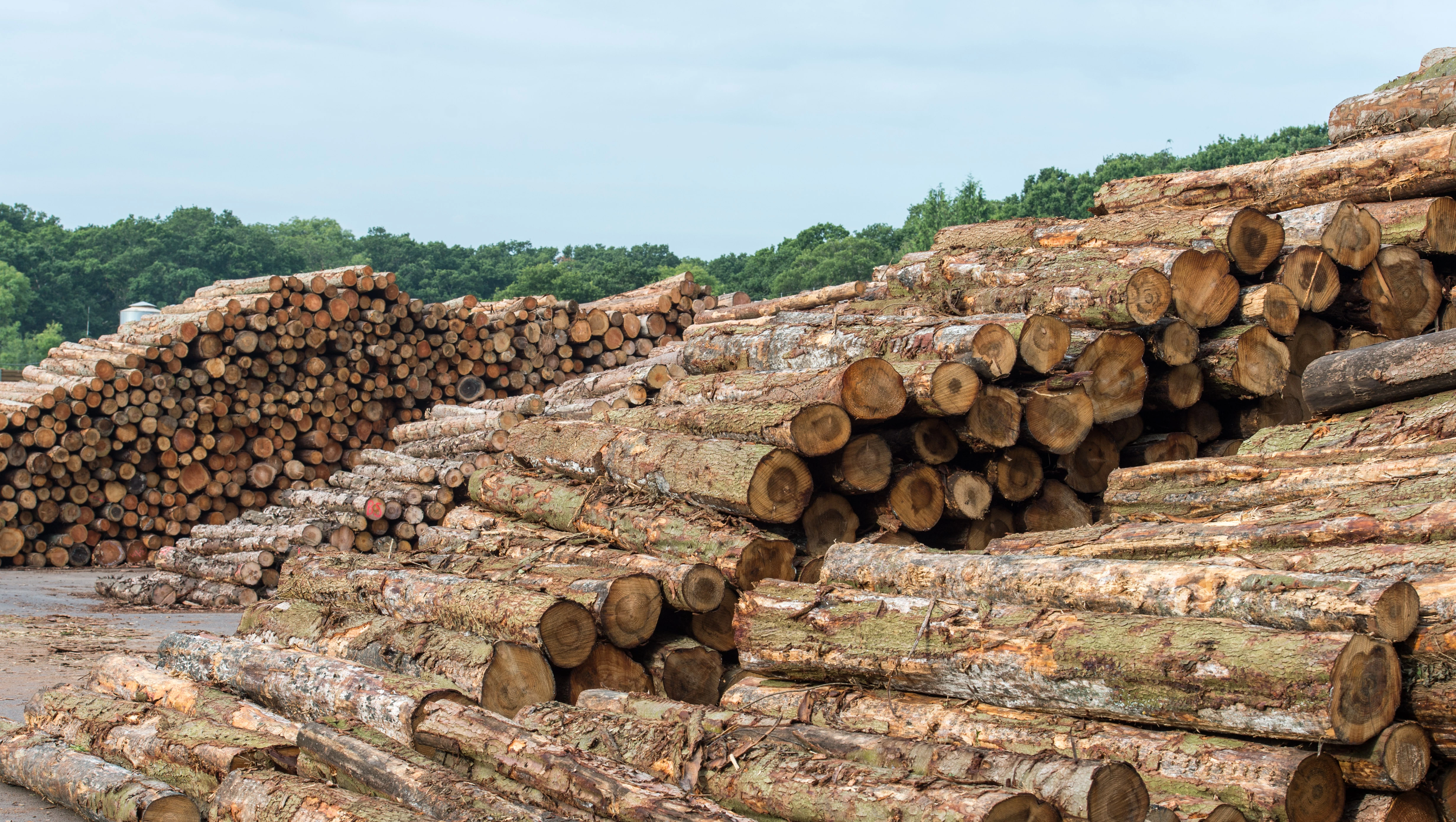 British manufacturer, BSW, championing homegrown timber