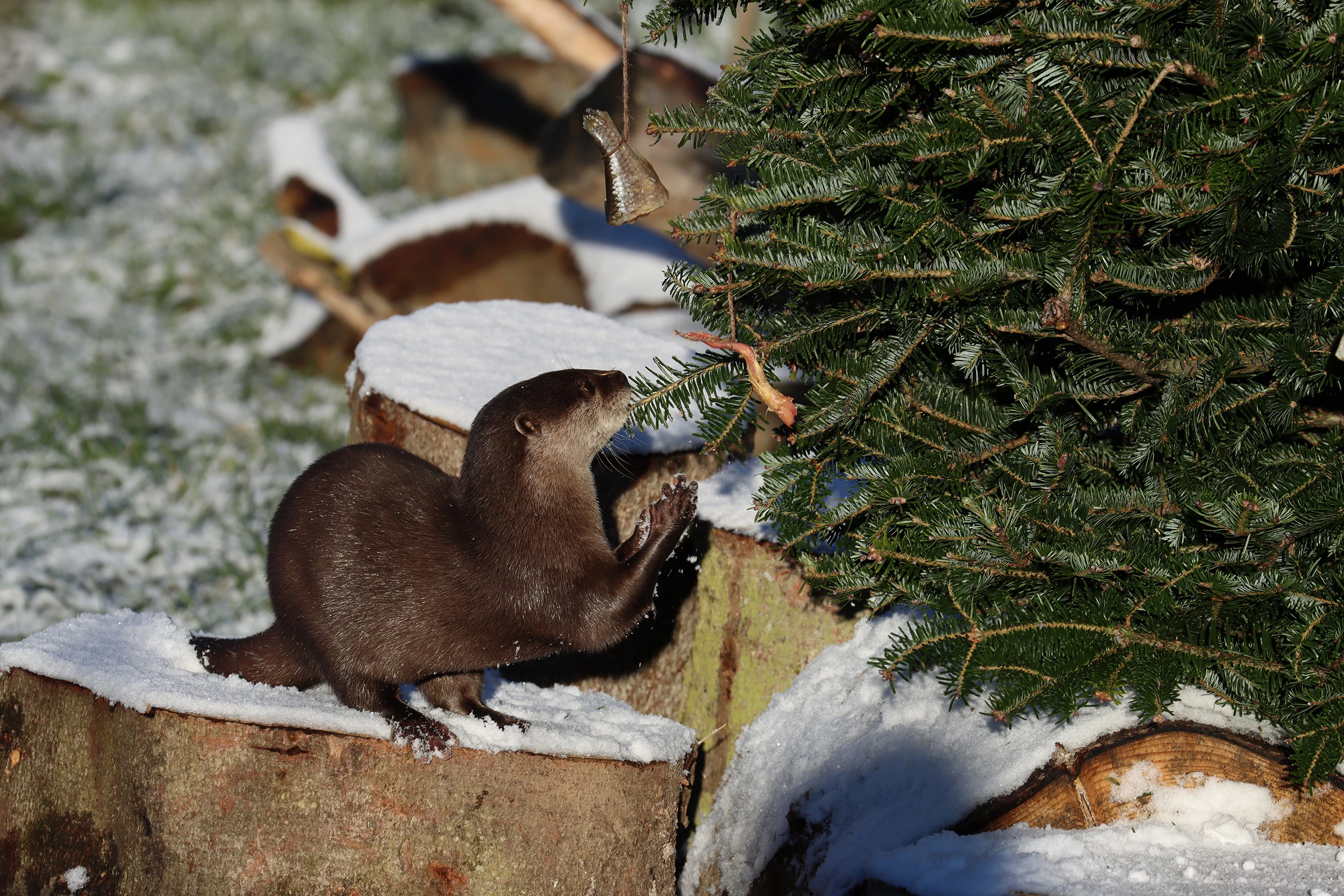 Otter enjoying the donated trees from The Alnwick Garden