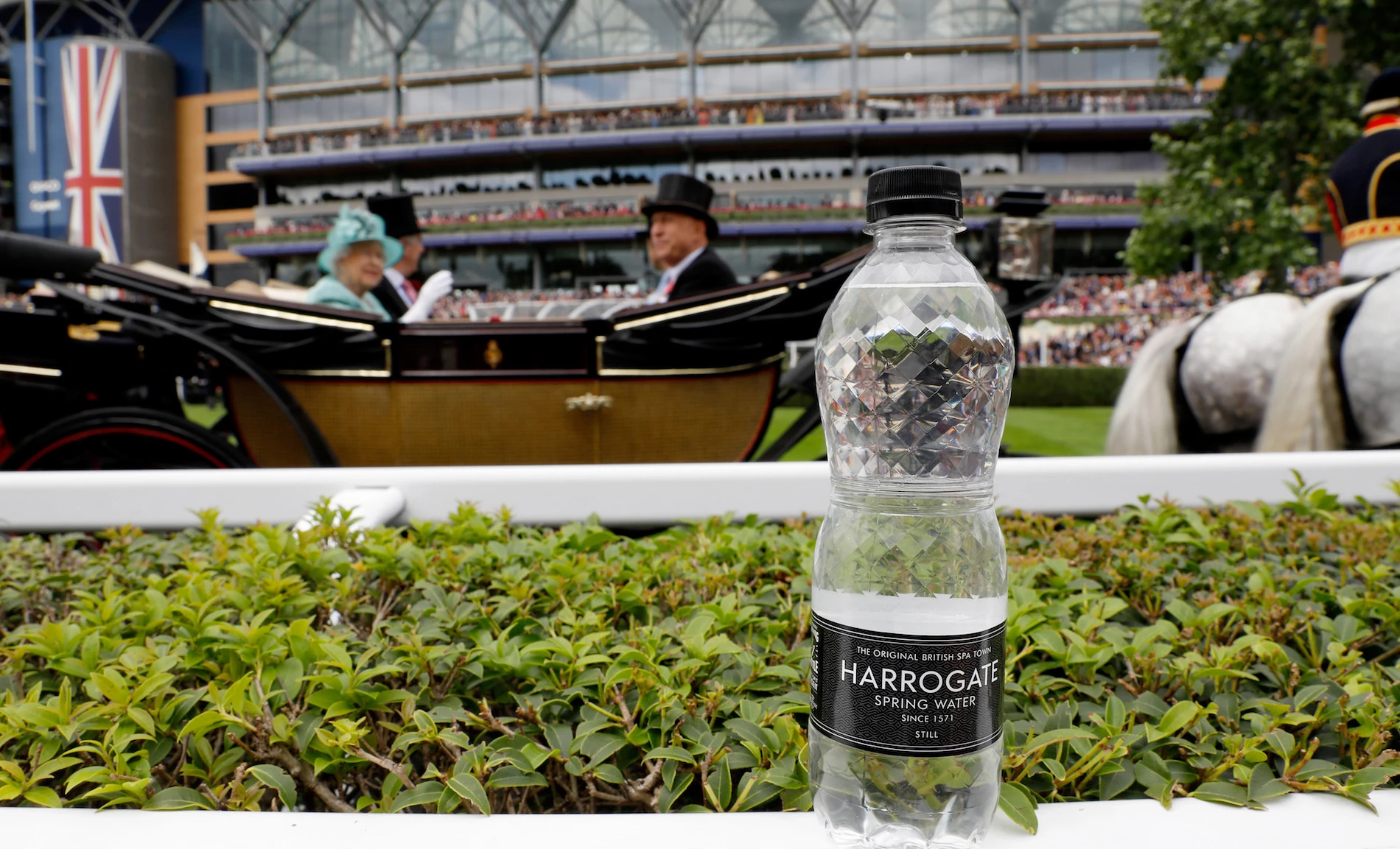 Harrogate at Ascot.
