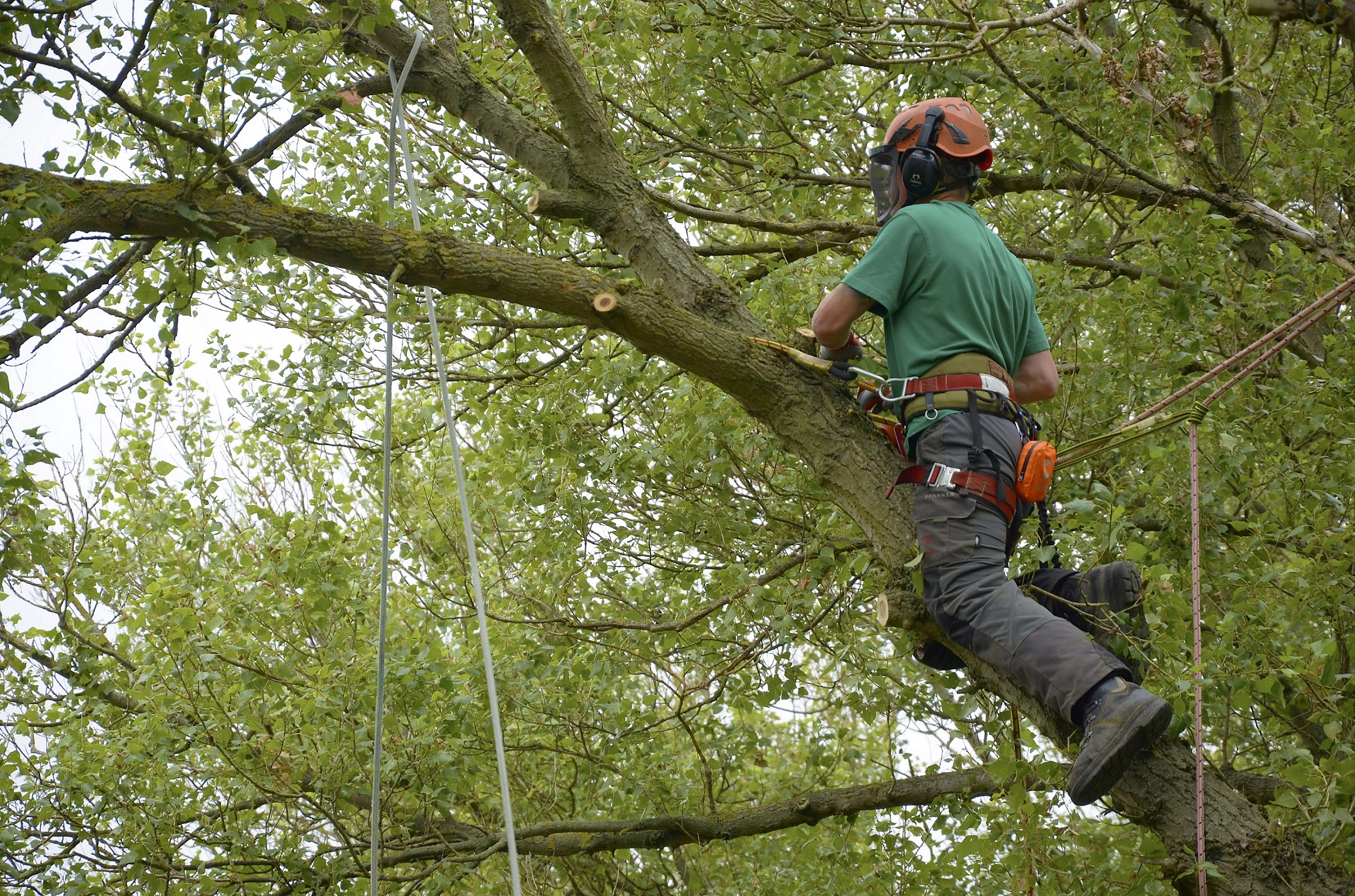 An arboricultural apprentice undertakes some routine pruning