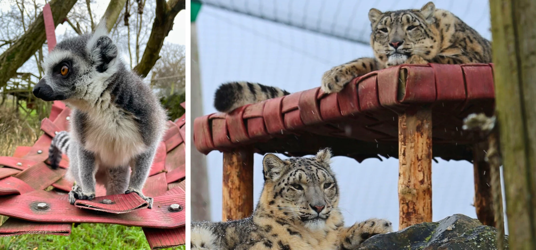 Arthur the ring-tailed Lemur pictured alongside snow leopards Karli and Nieva.